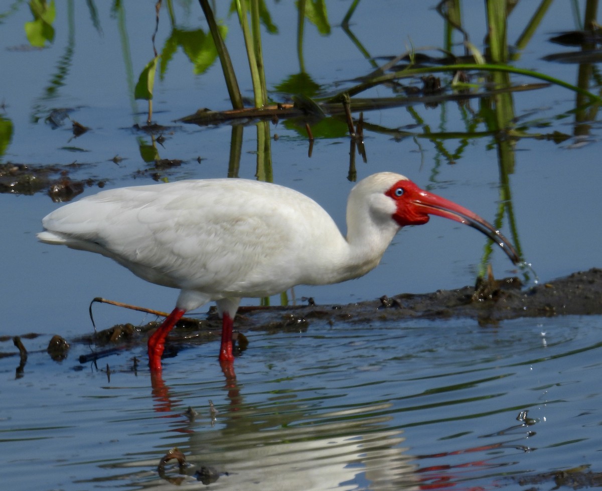 White Ibis - ML619849504