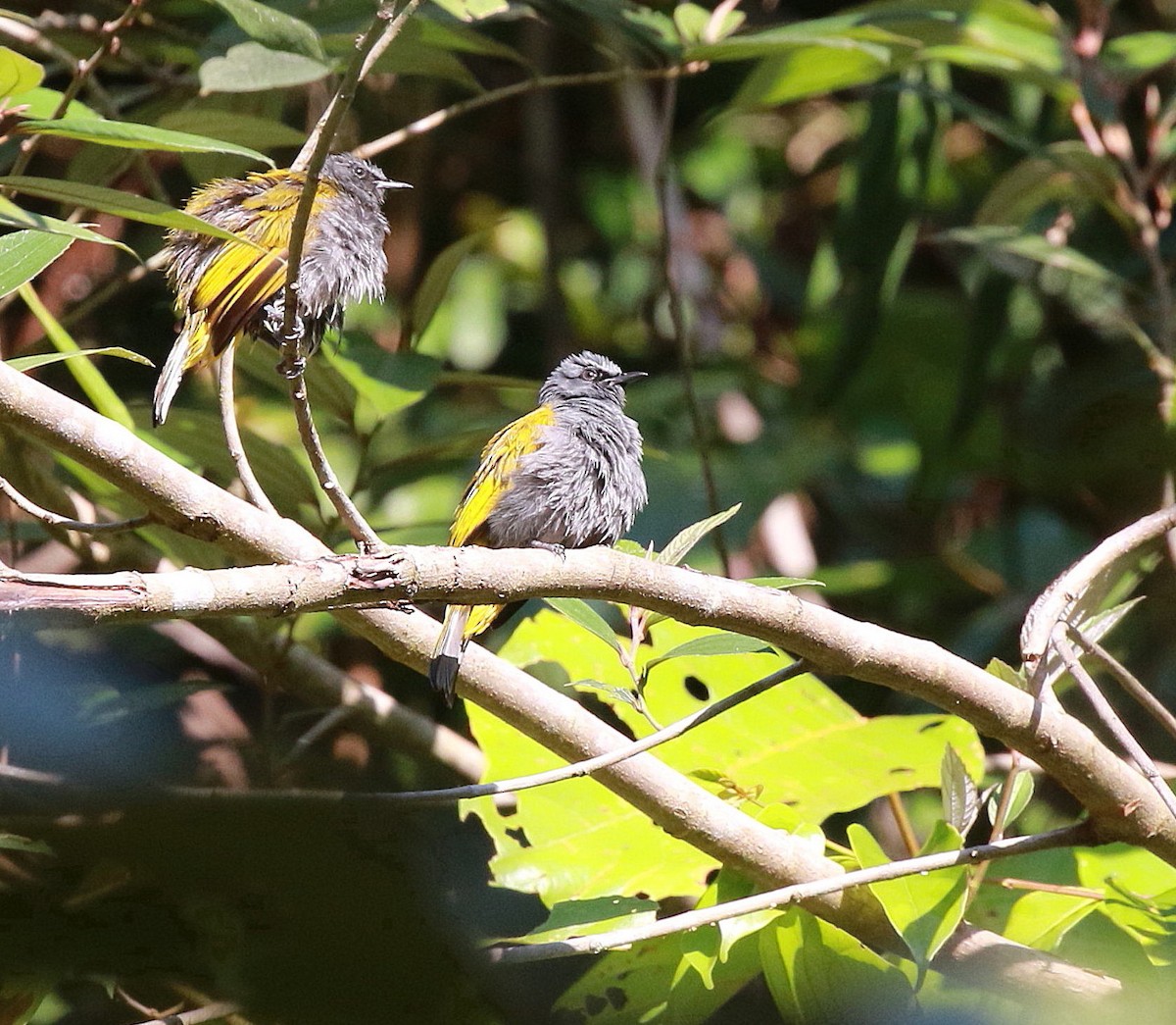 Bulbul à ventre gris - ML619849506