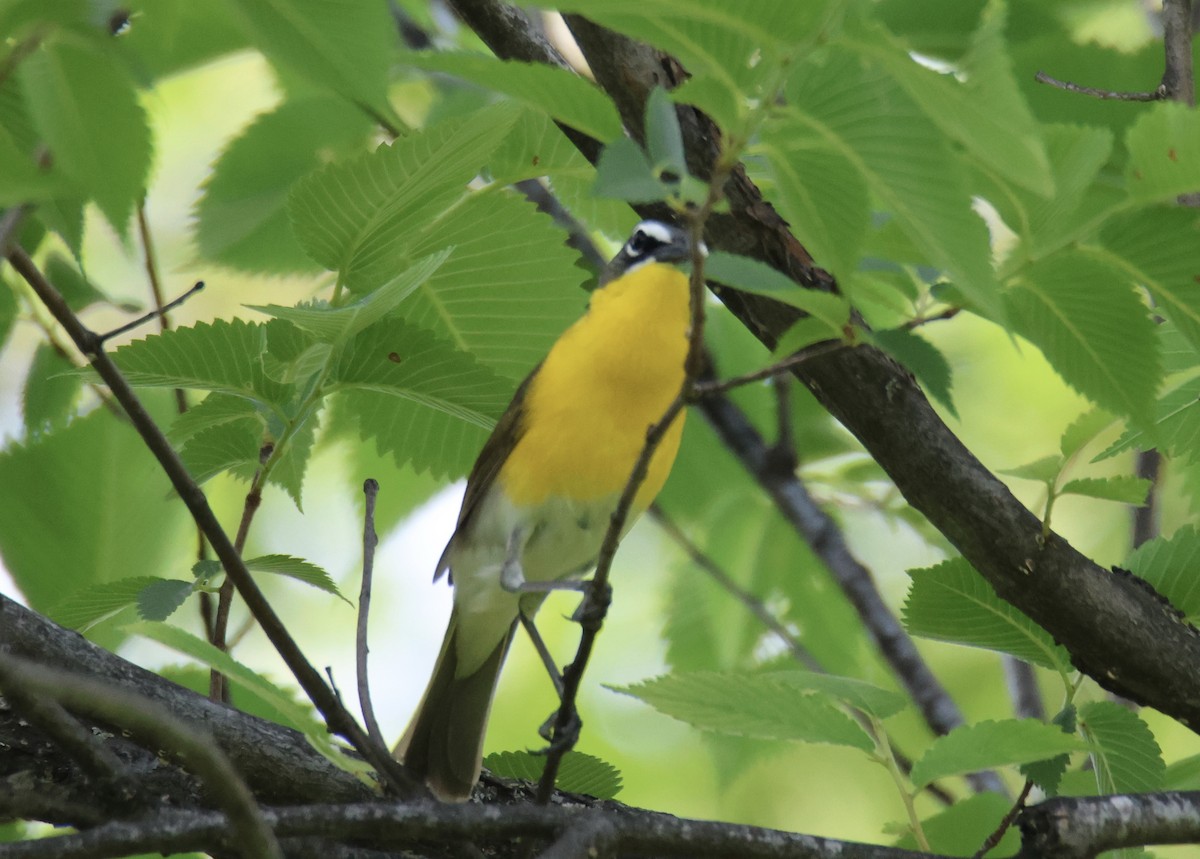 Yellow-breasted Chat - ML619849517