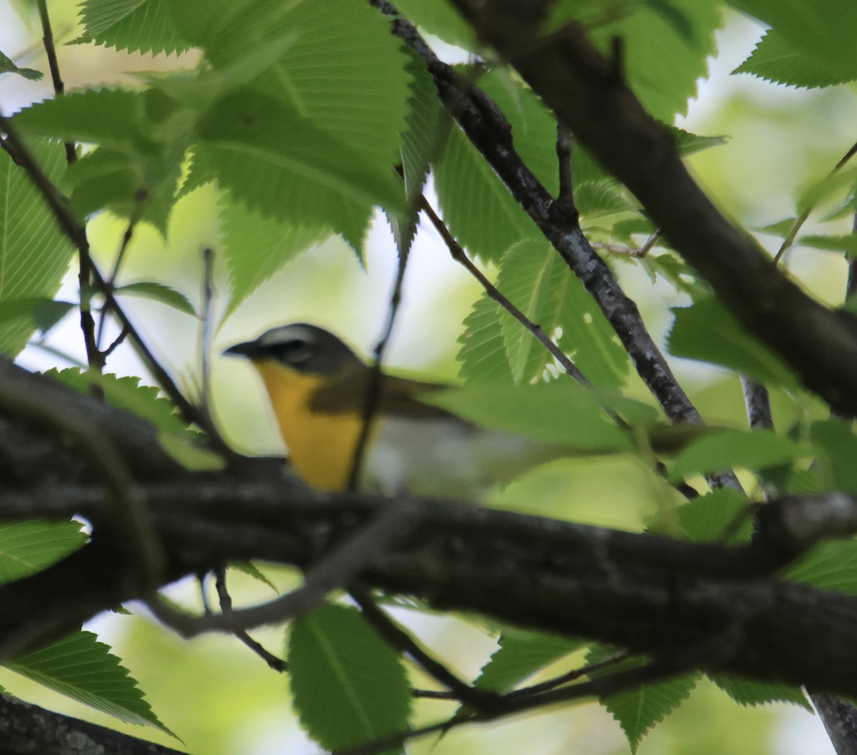 Yellow-breasted Chat - ML619849518