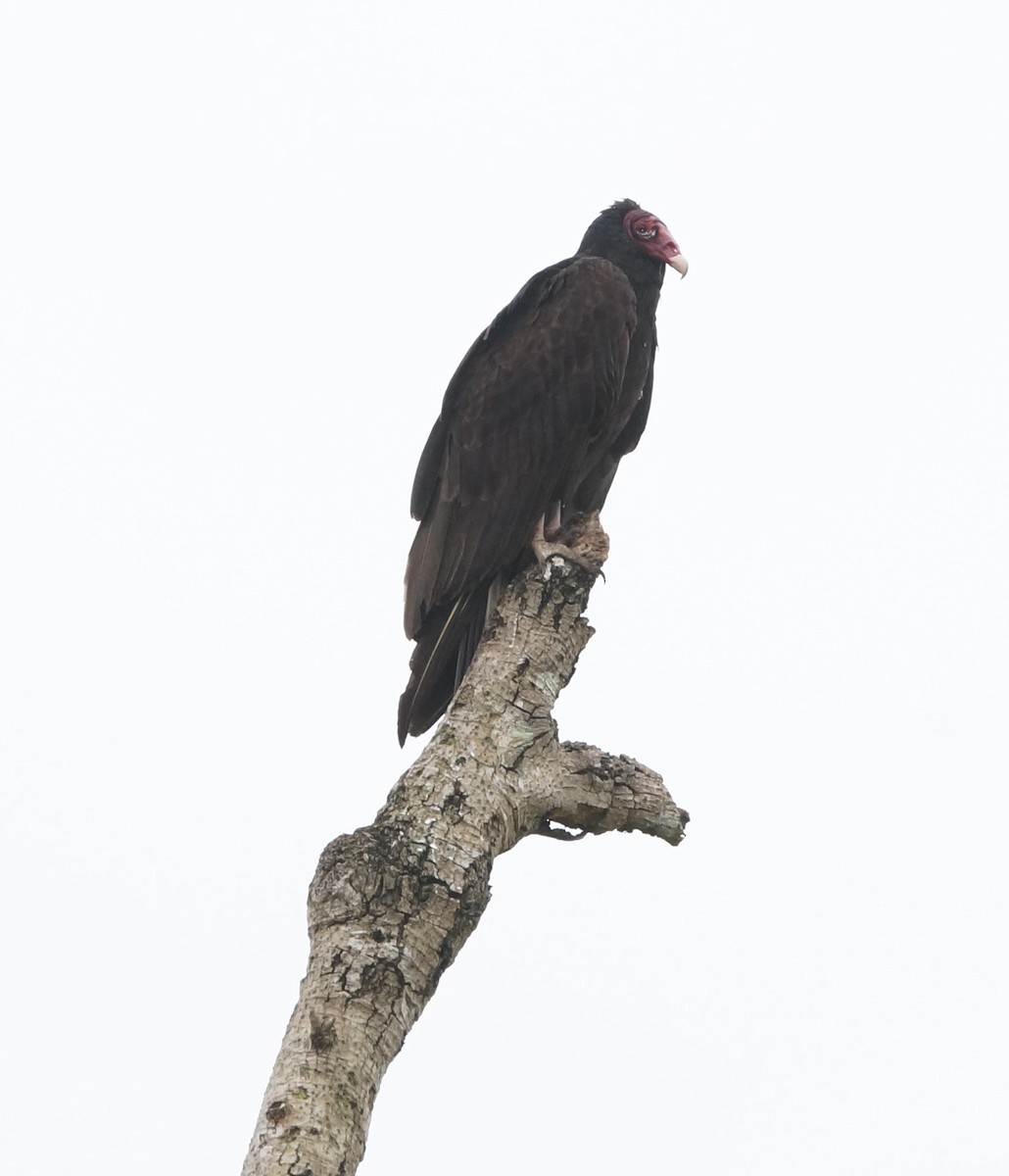 Turkey Vulture - ML619849541