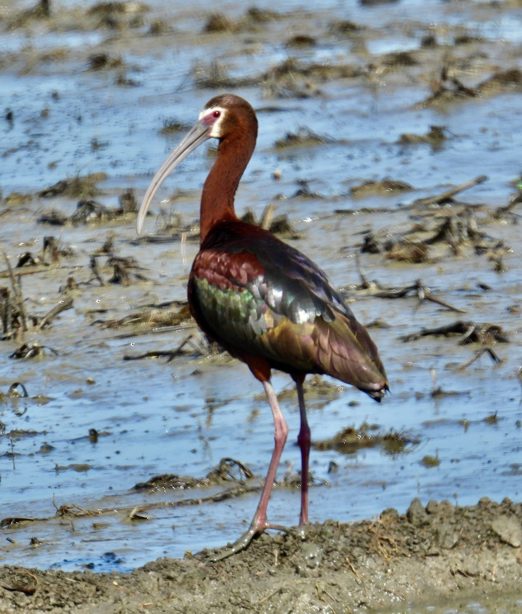 White-faced Ibis - ML619849551