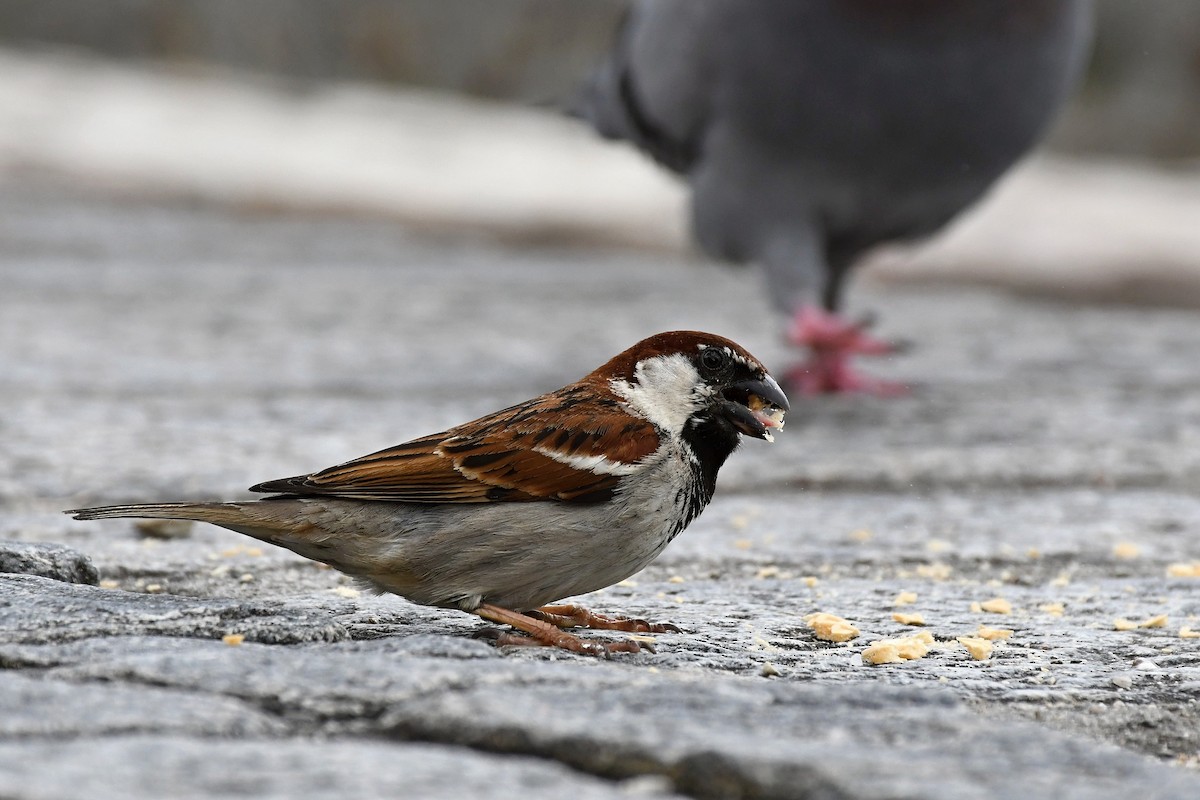 Italian Sparrow - ML619849559