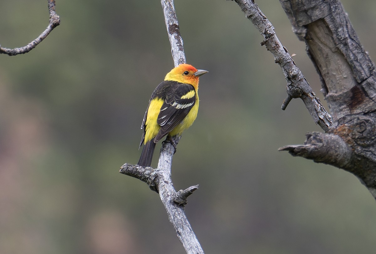 Western Tanager - ML619849561