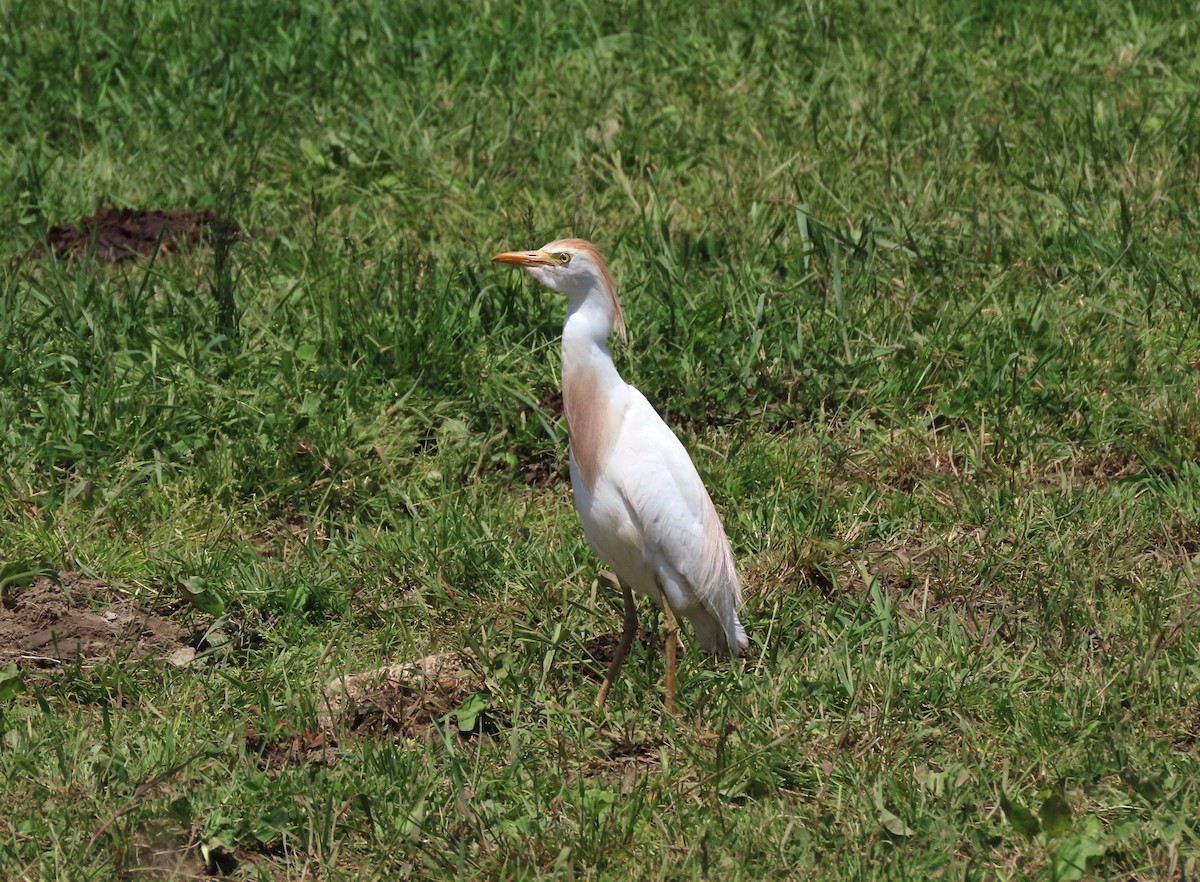 Египетская цапля (ibis) - ML619849584
