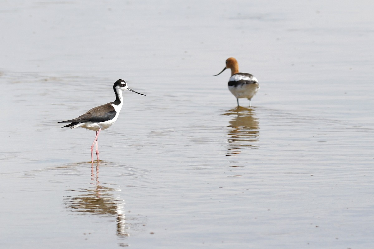 Black-necked Stilt - ML619849593