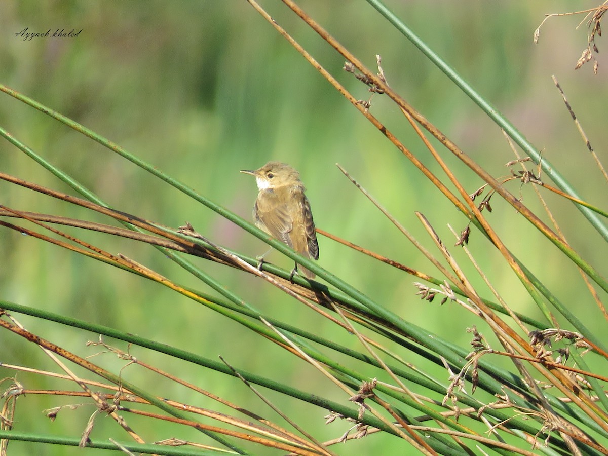 Common Reed Warbler (African) - ML619849594
