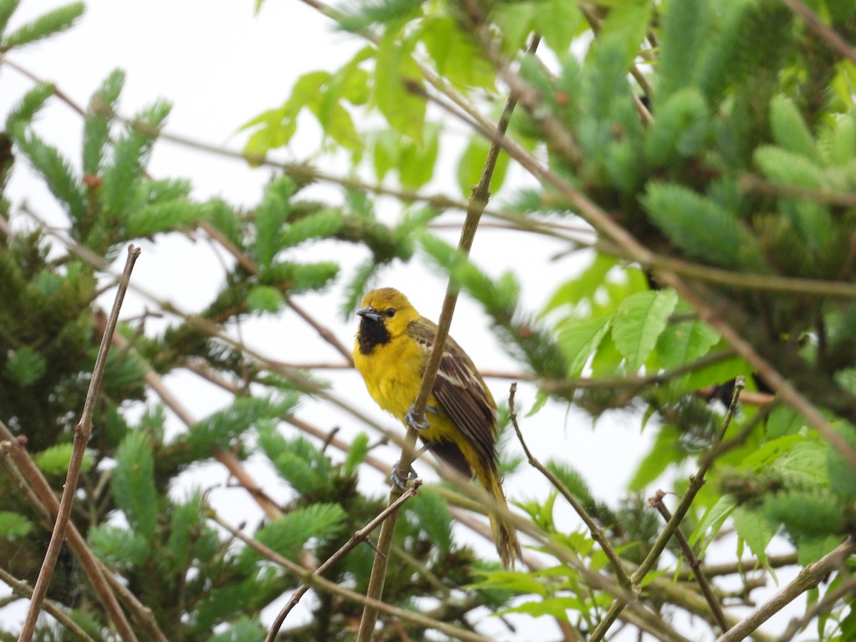 Orchard Oriole - ML619849598