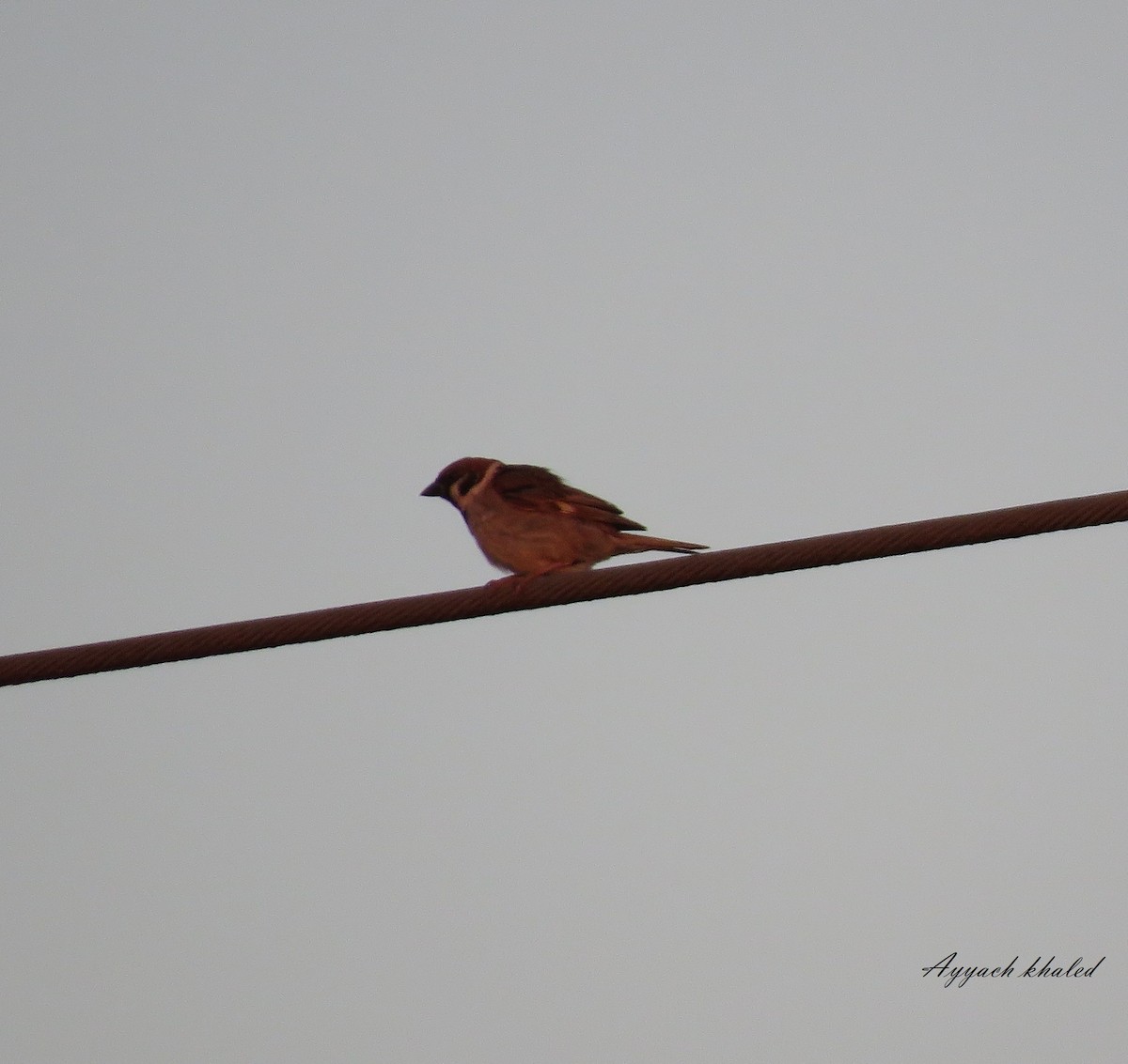 Eurasian Tree Sparrow - ML619849613