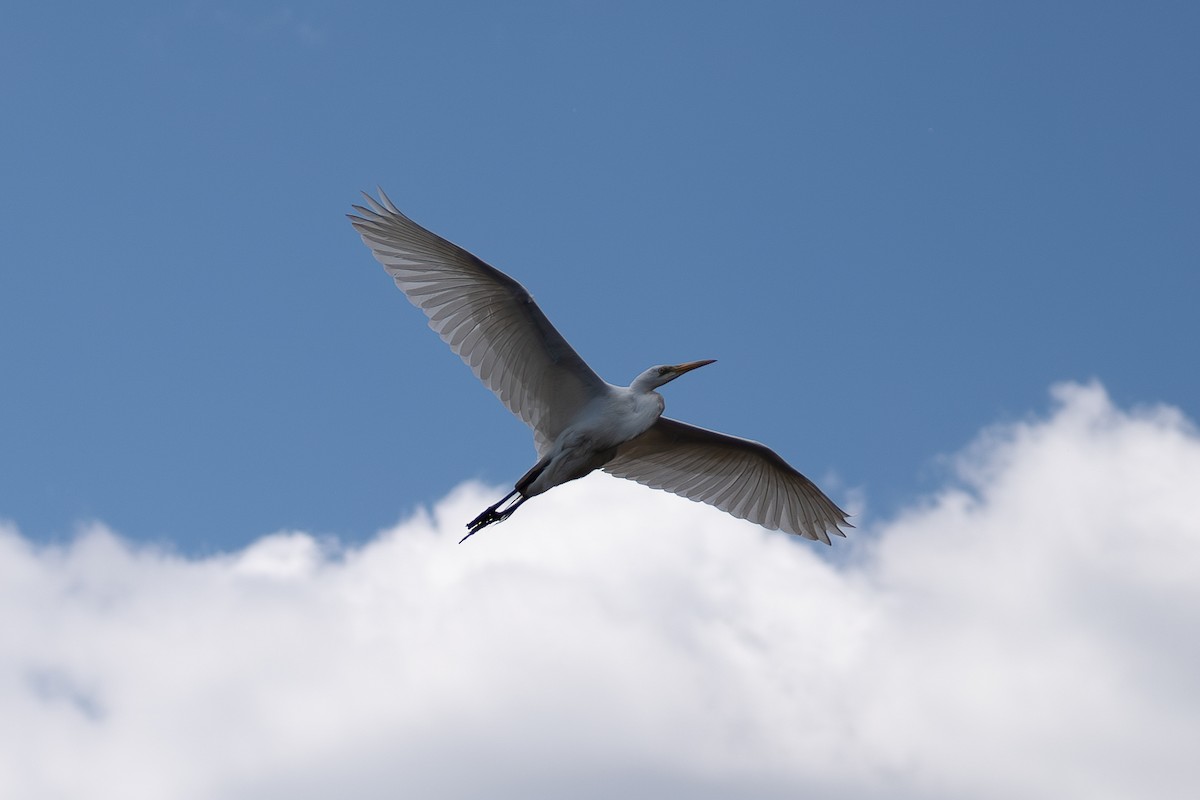 Great Egret - ML619849629