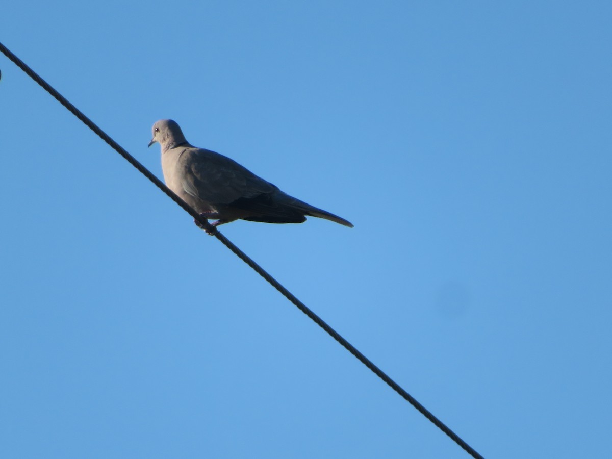 Eurasian Collared-Dove - ML619849633