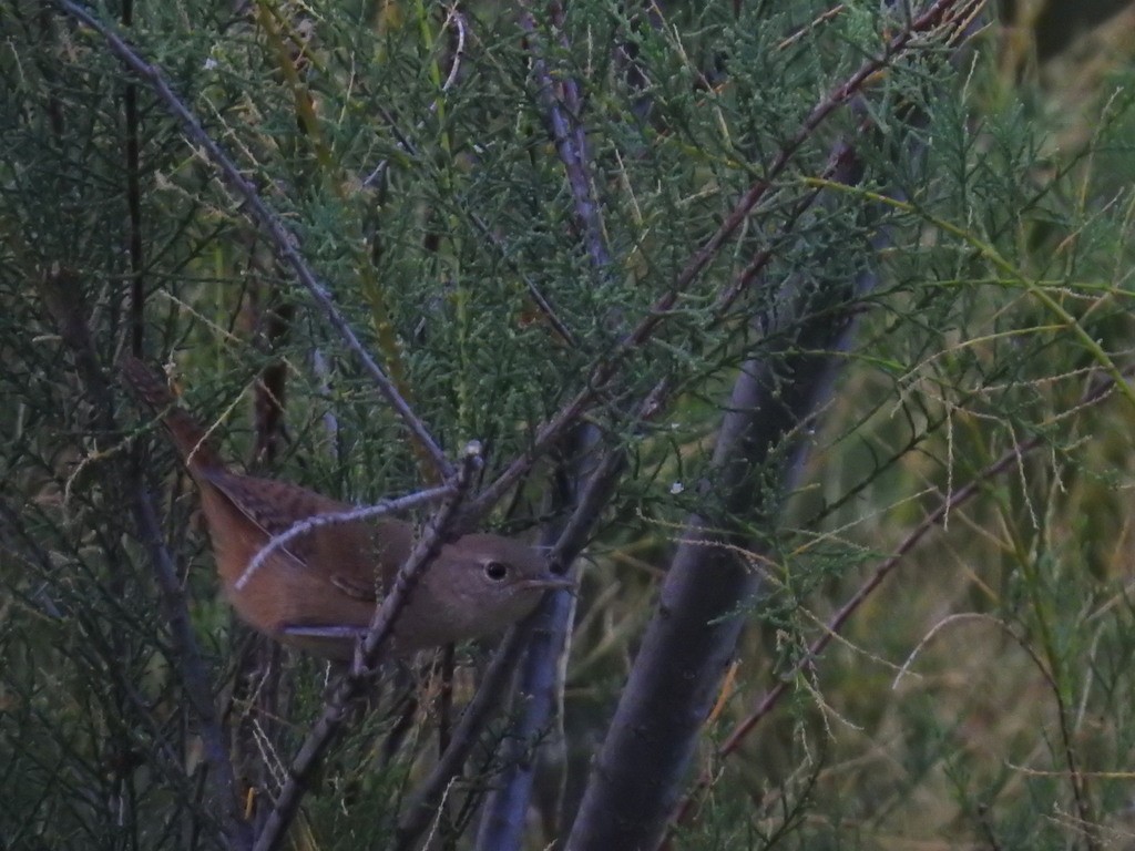 House Wren - ML619849646