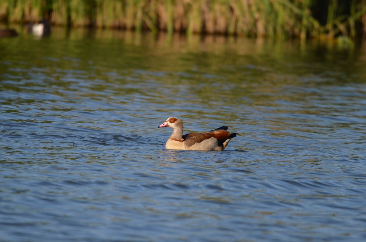 Egyptian Goose - ML619849648