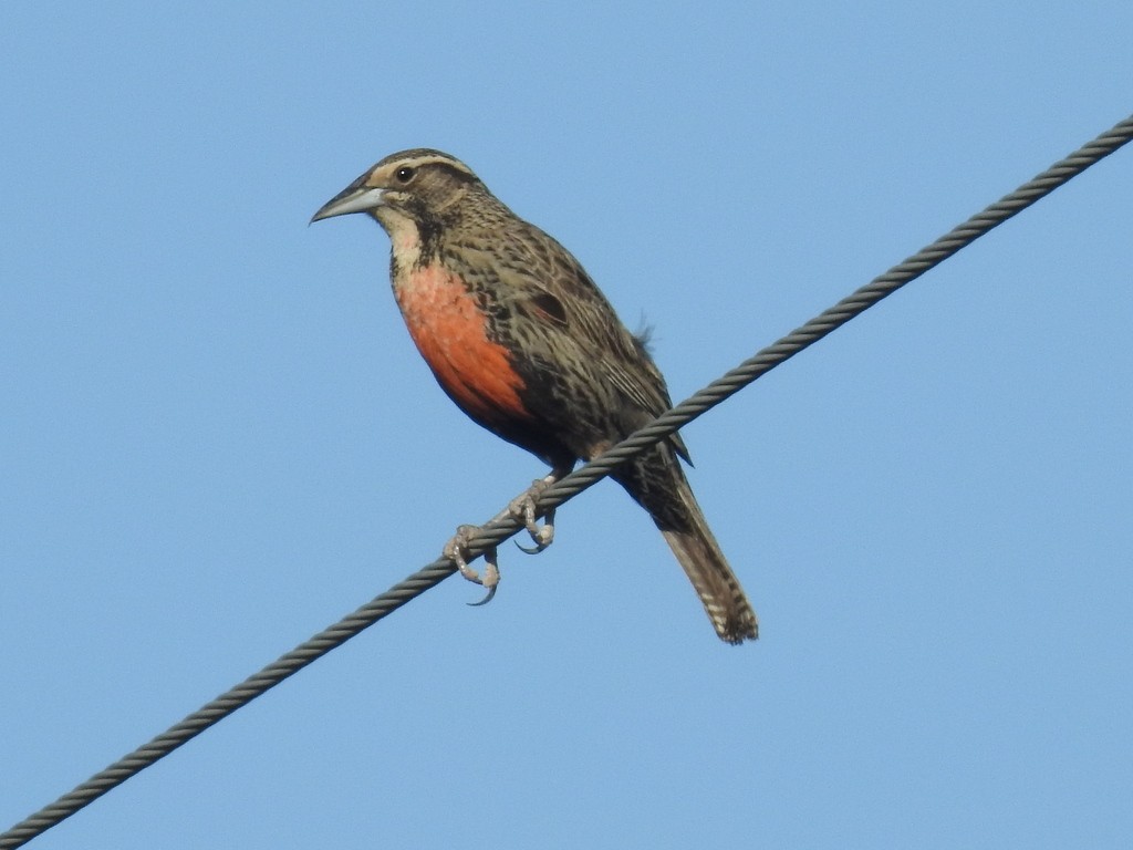 Long-tailed Meadowlark - ML619849650