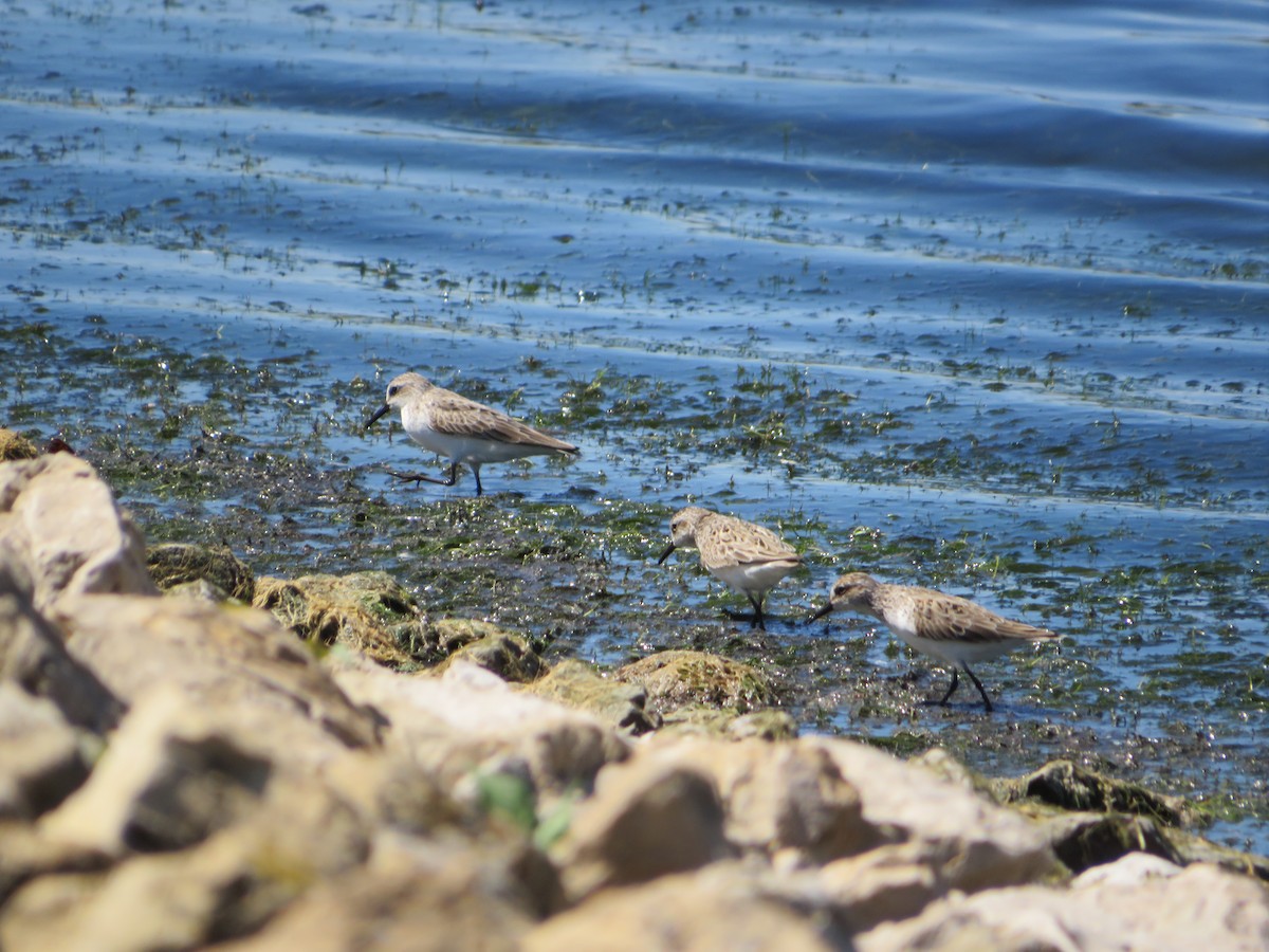 Semipalmated Sandpiper - ML619849651