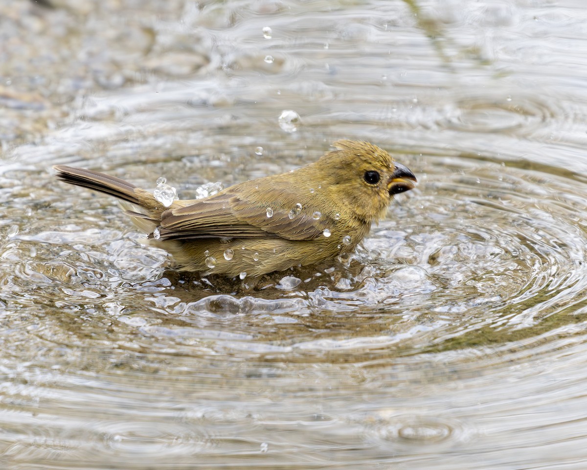 Variable Seedeater - ML619849654