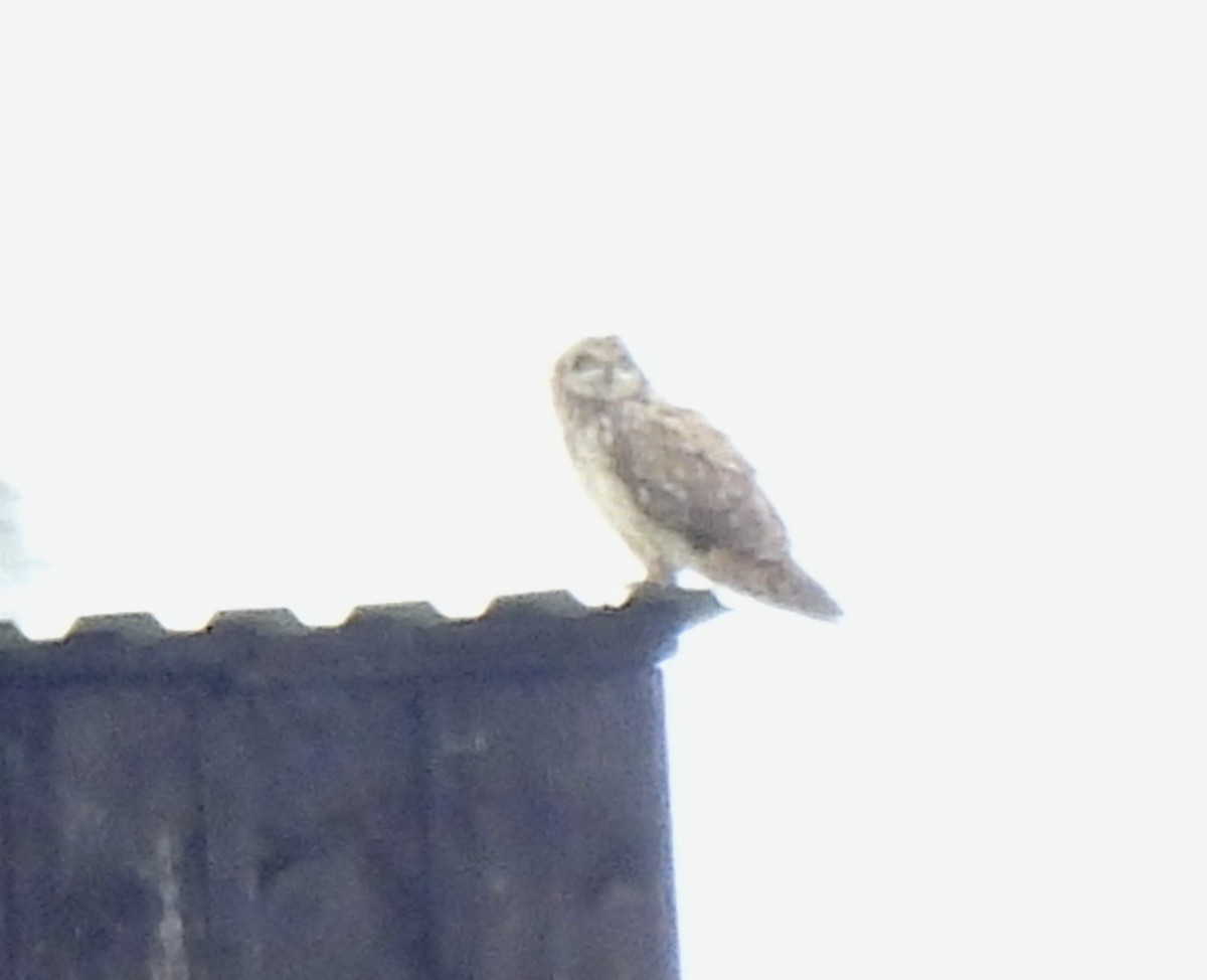 Short-eared Owl - ML619849672