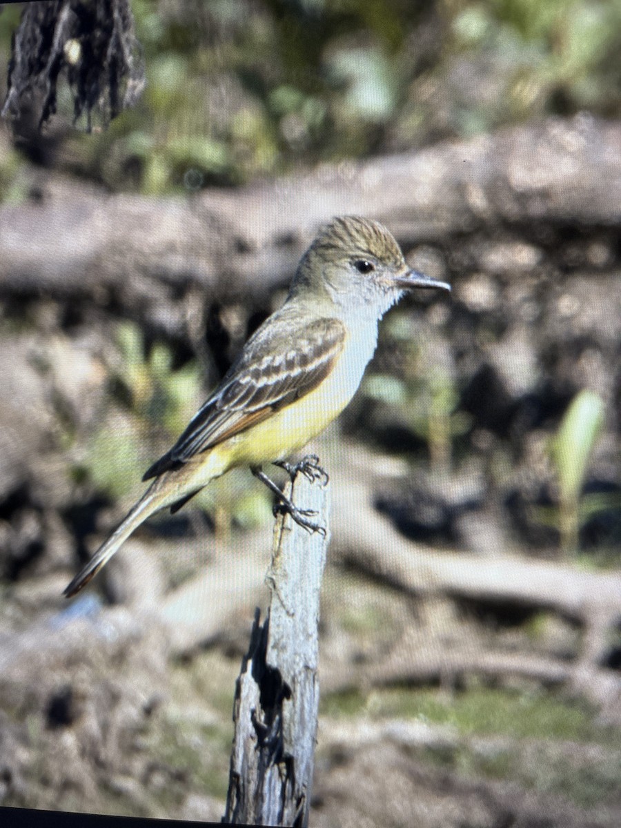 Great Crested Flycatcher - ML619849674