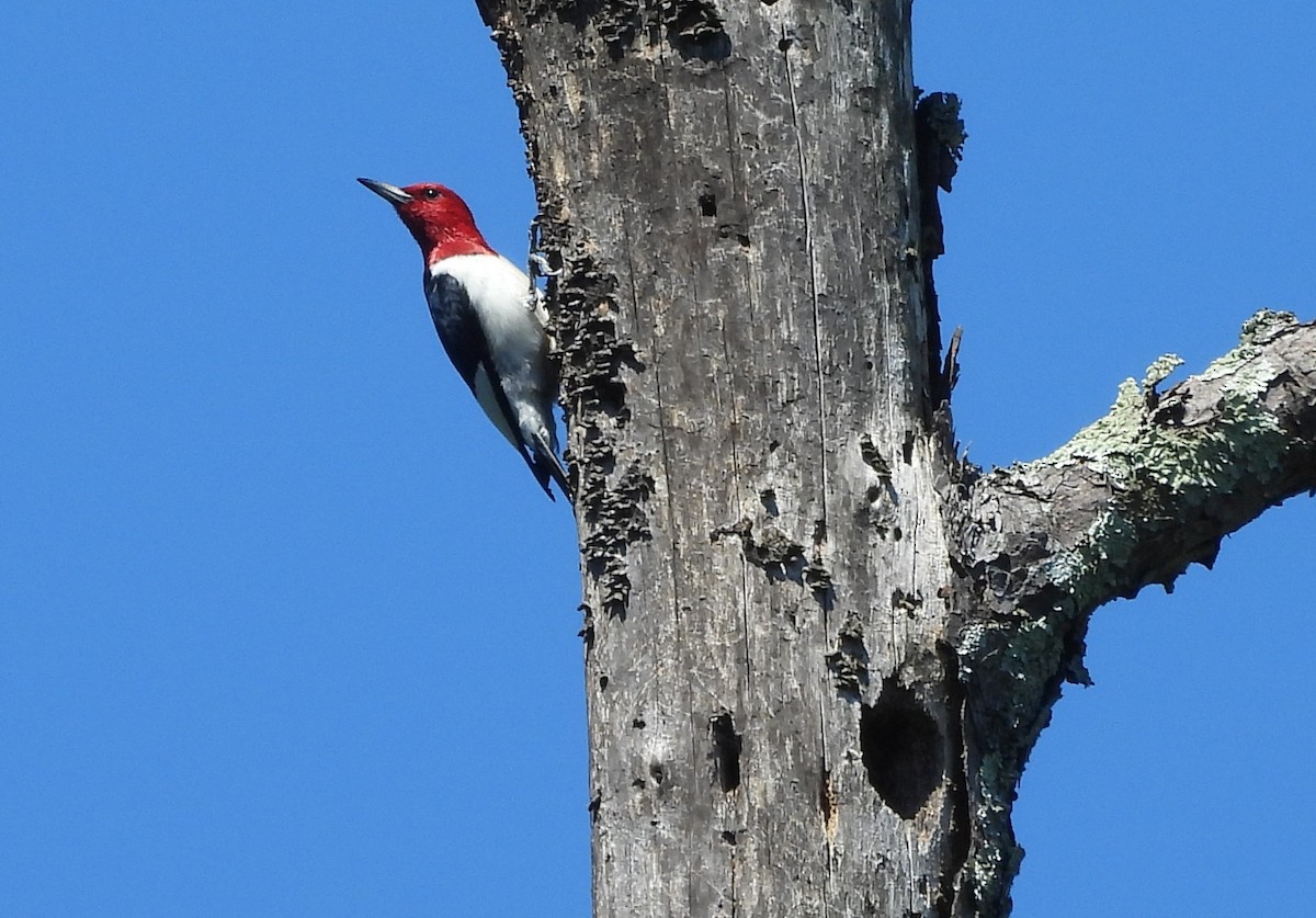 Red-headed Woodpecker - ML619849676