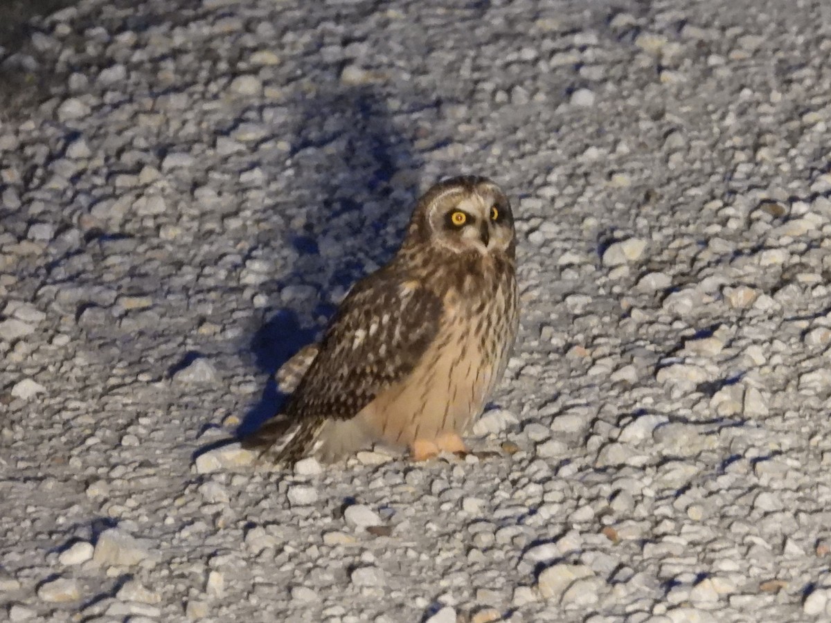 Short-eared Owl - ML619849688