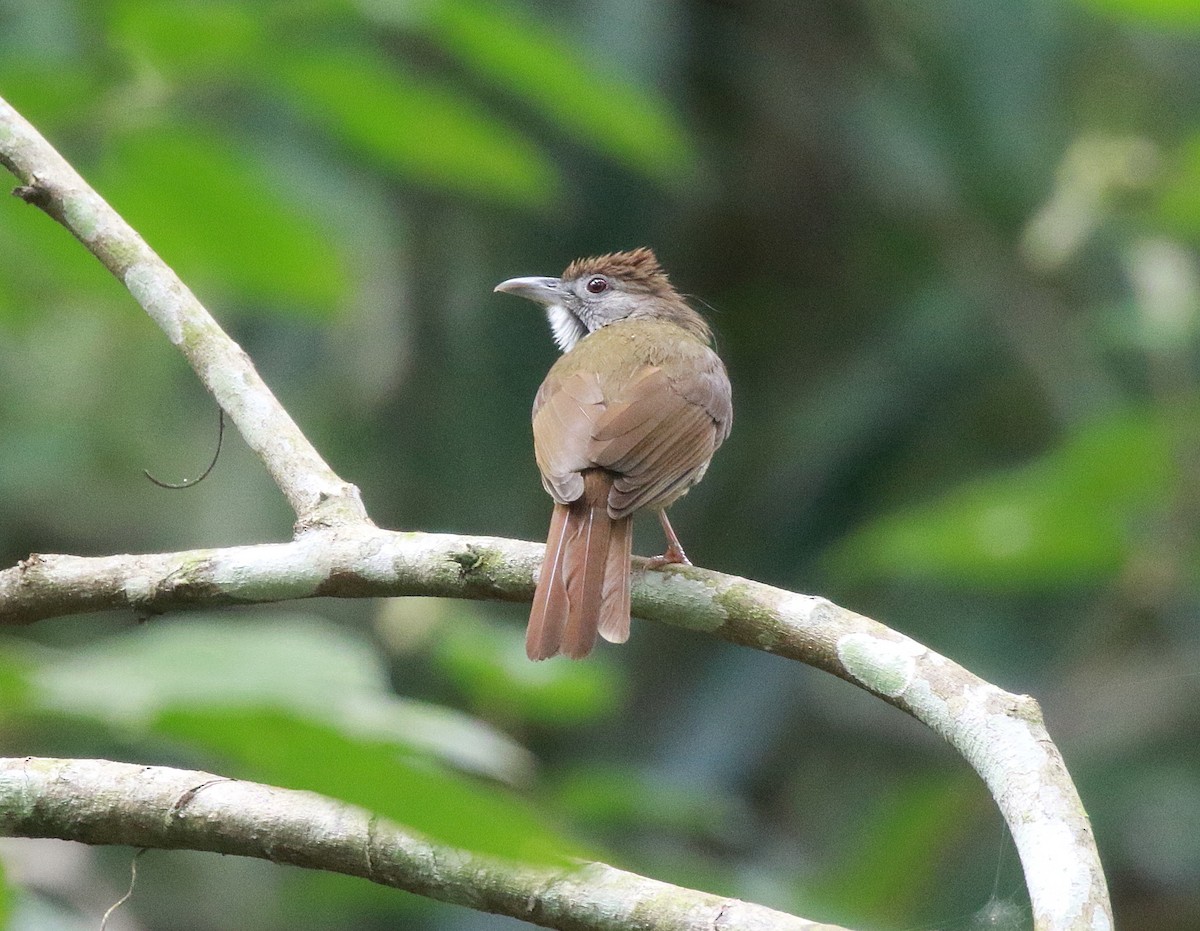 Gray-cheeked Bulbul - ML619849696