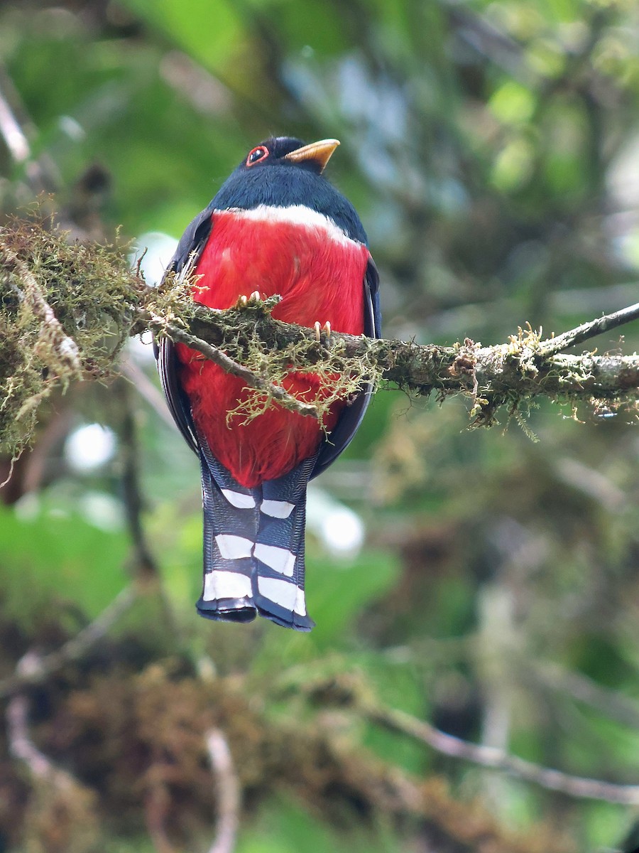 Trogon masqué - ML619849701