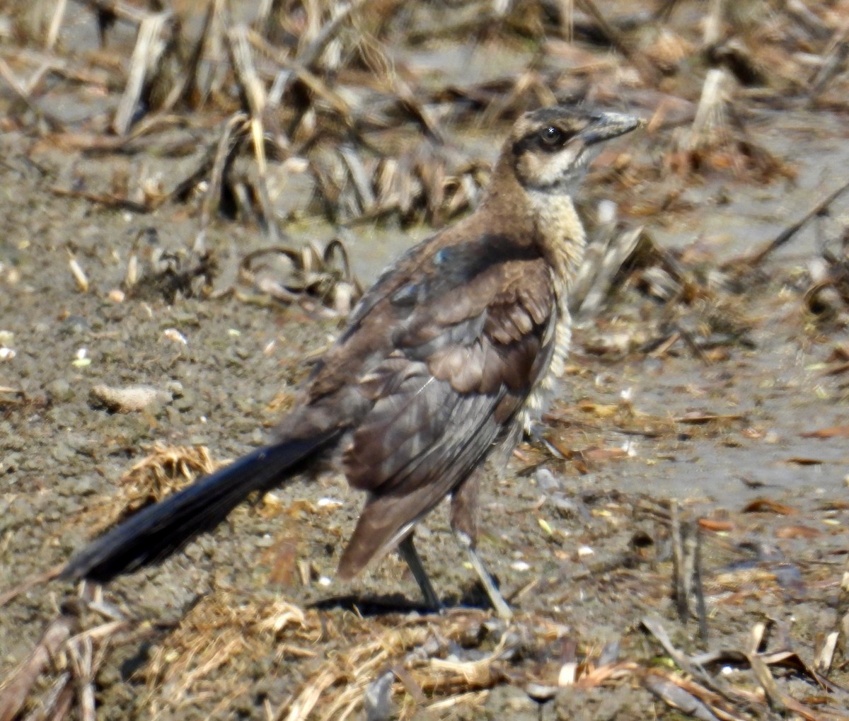 Boat-tailed/Great-tailed Grackle - ML619849708