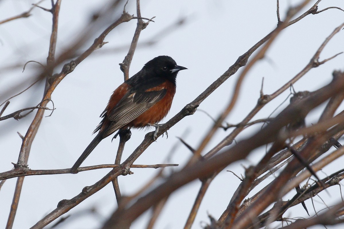 Orchard Oriole - ML619849712