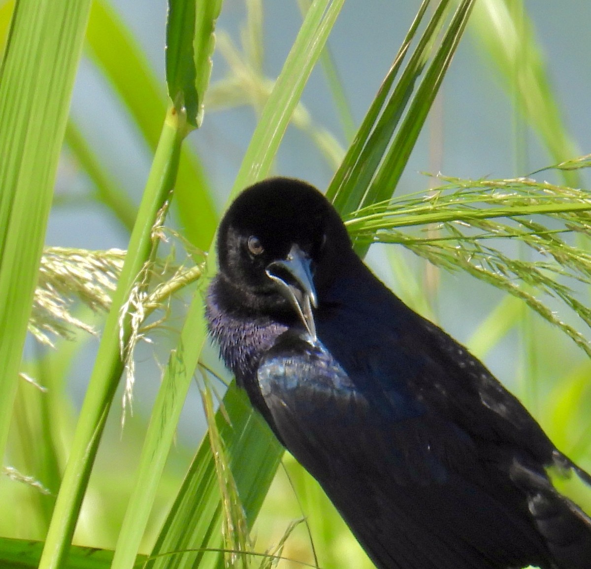 Boat-tailed Grackle - ML619849729