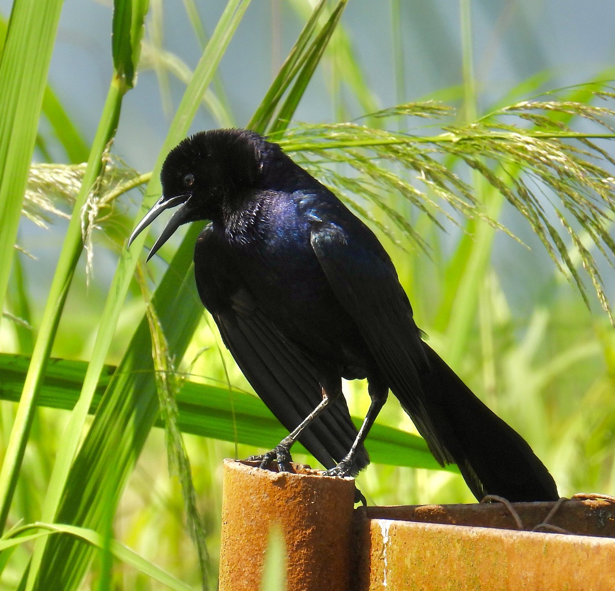 Boat-tailed Grackle - ML619849730