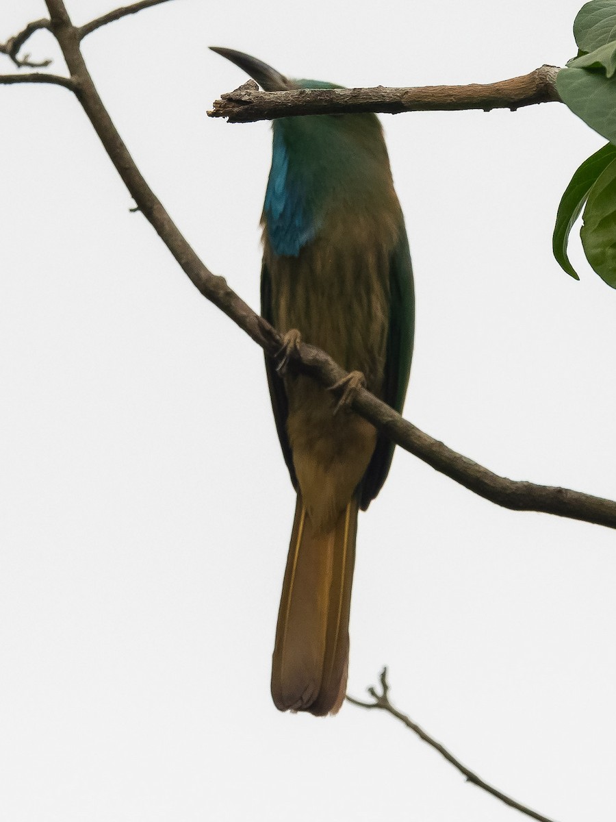 Blue-bearded Bee-eater - ML619849735