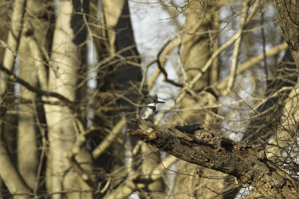 Belted Kingfisher - ML619849740