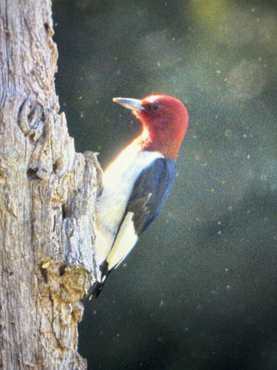 Red-headed Woodpecker - ML619849744