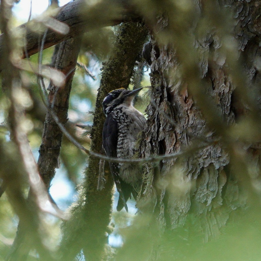 American Three-toed Woodpecker (Rocky Mts.) - ML619849745