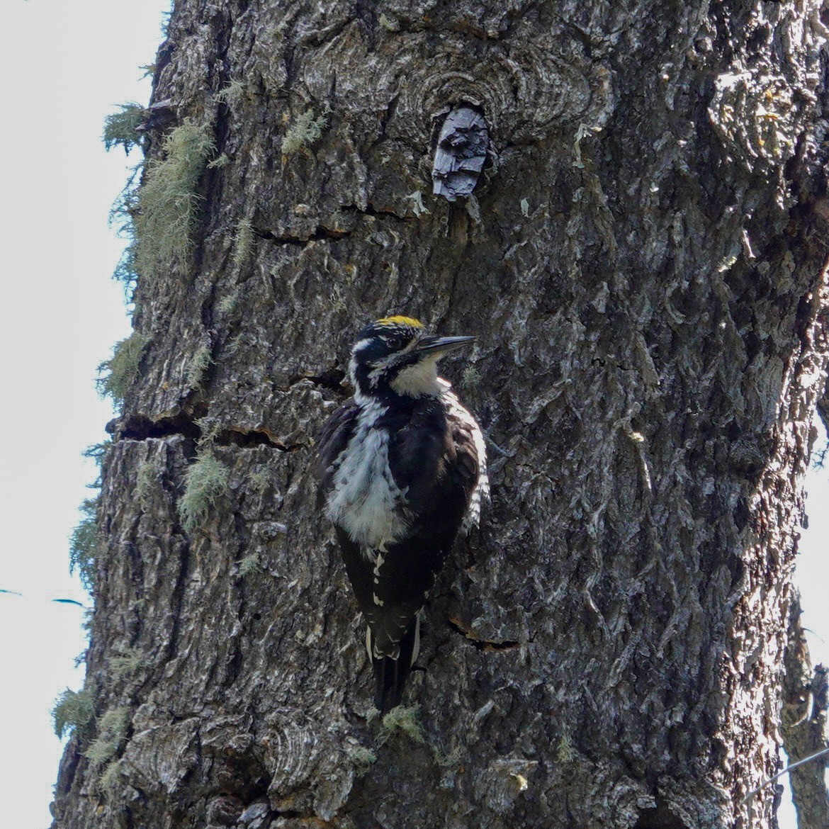 American Three-toed Woodpecker (Rocky Mts.) - ML619849746