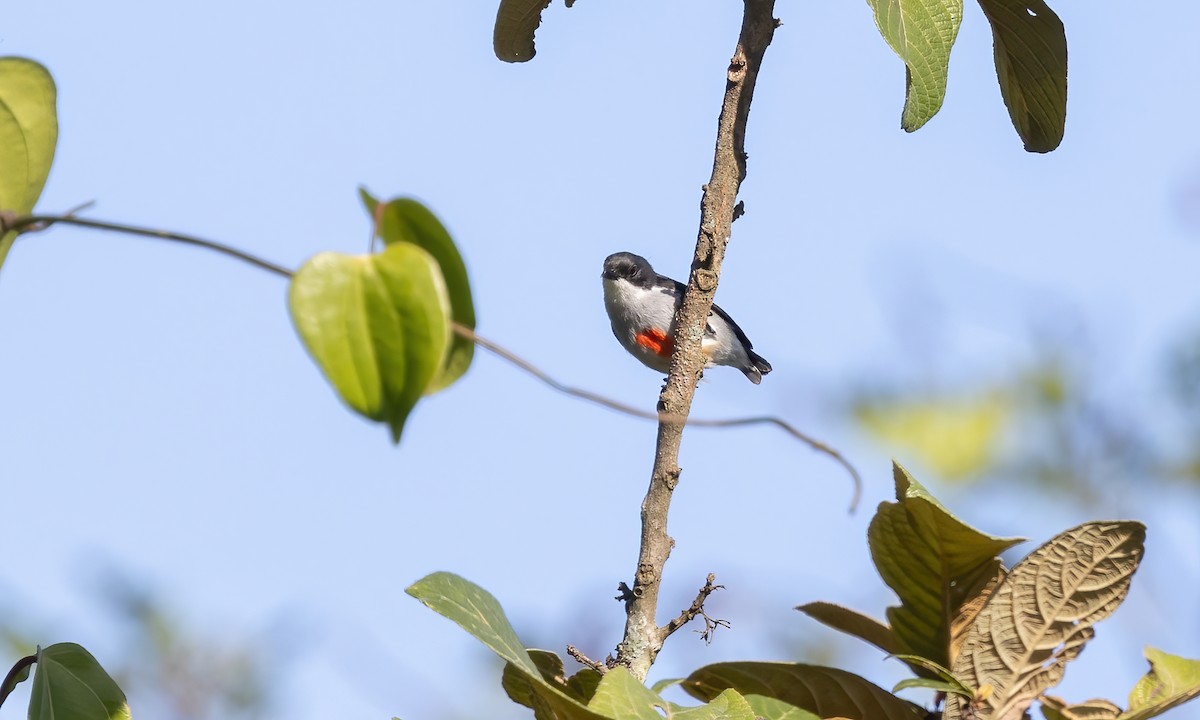 Red-keeled Flowerpecker - ML619849756