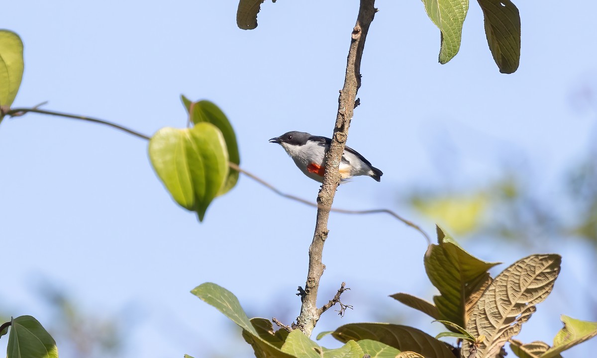 Red-keeled Flowerpecker - ML619849758