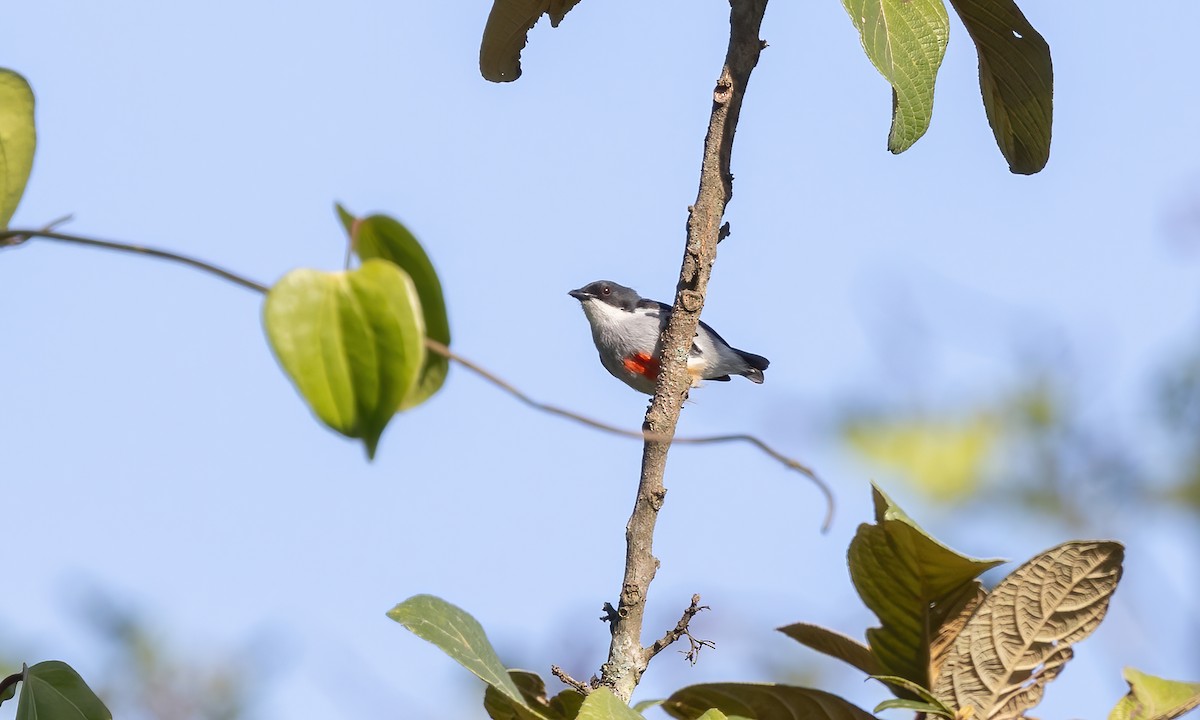 Red-keeled Flowerpecker - ML619849759