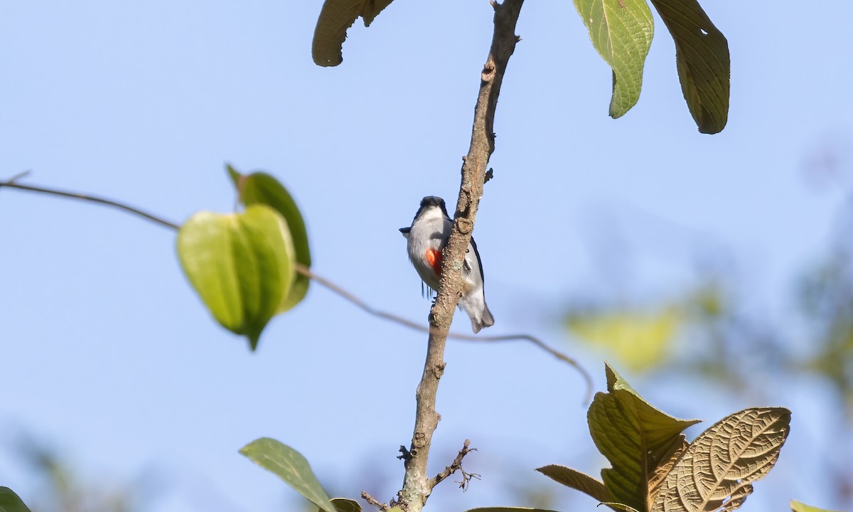 Red-keeled Flowerpecker - ML619849760