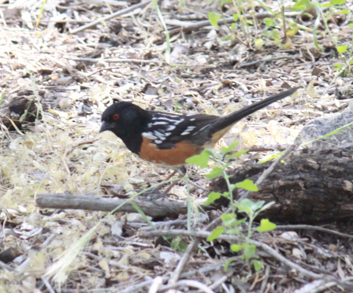 Spotted Towhee - ML619849770