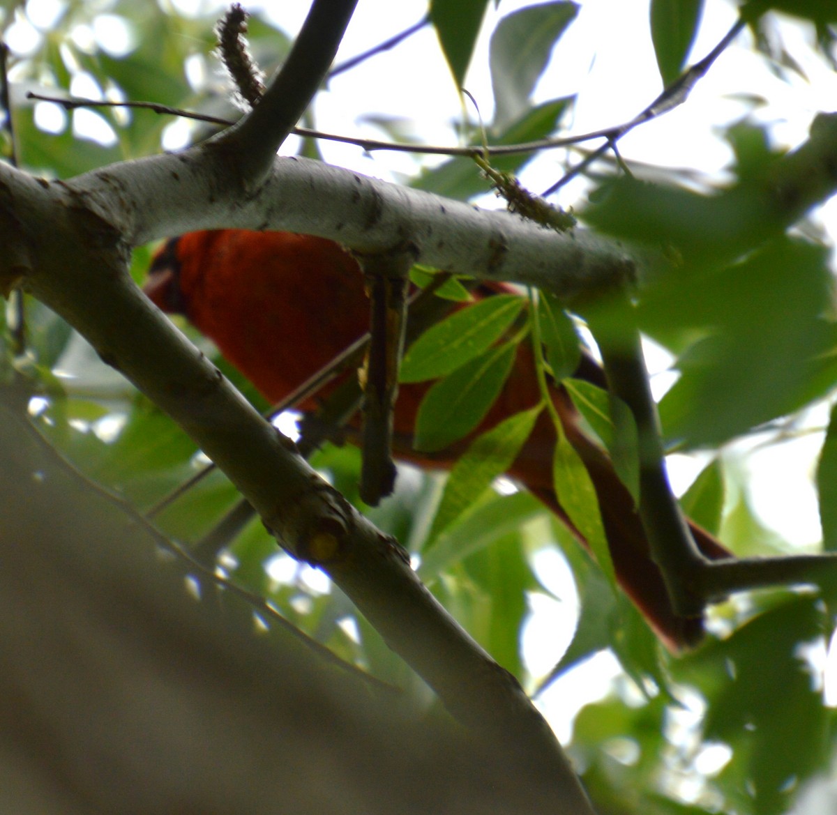 Cardinal rouge - ML619849782