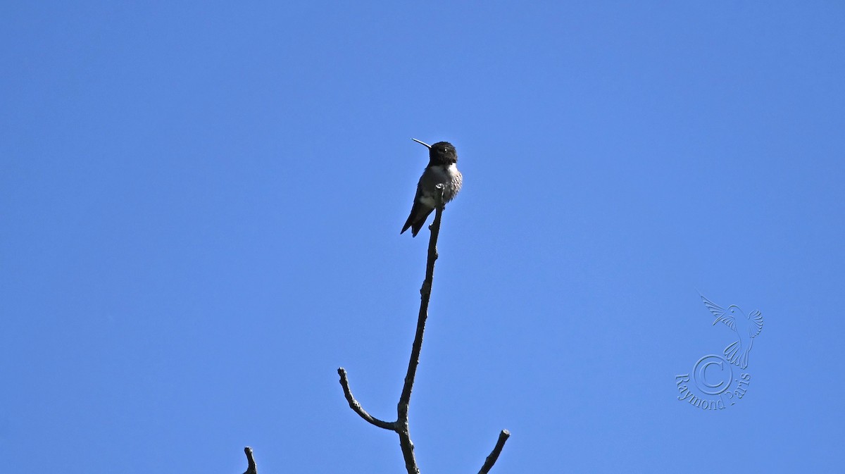 Ruby-throated Hummingbird - ML619849786