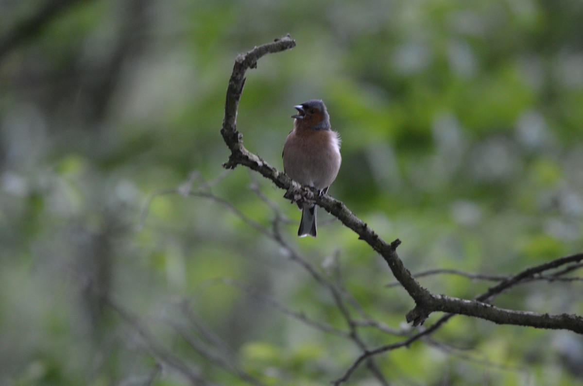 Common Chaffinch - ML619849790