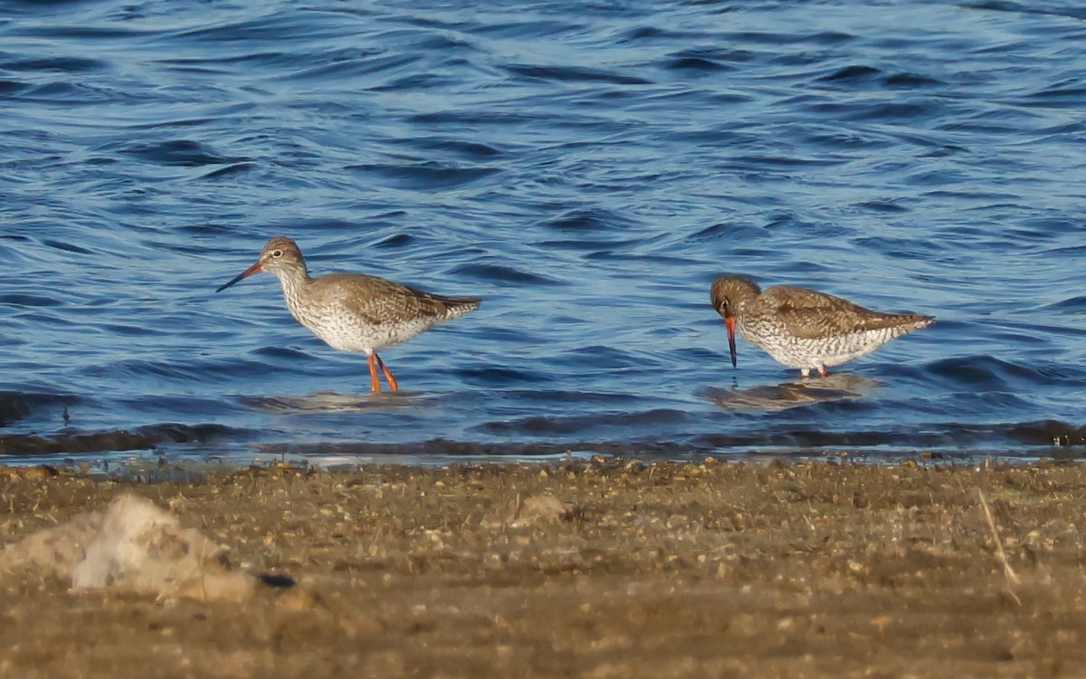 Common Redshank - ML619849810