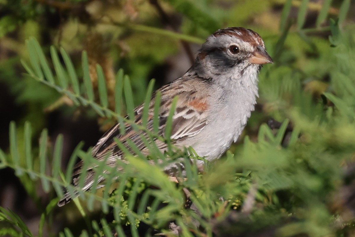 Rufous-winged Sparrow - ML619849815