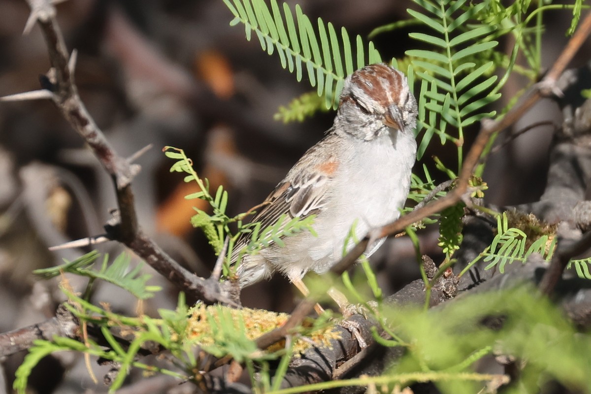 Rufous-winged Sparrow - ML619849816