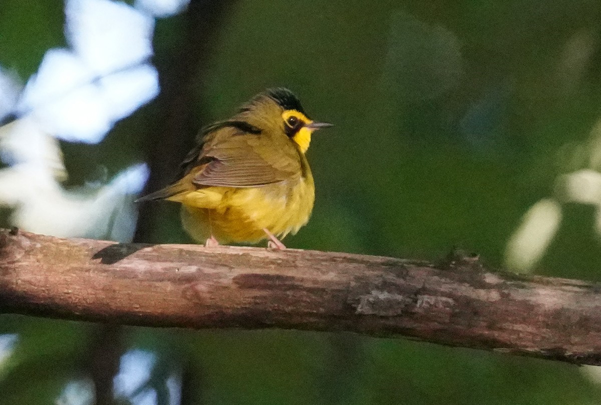 Kentucky Warbler - ML619849817