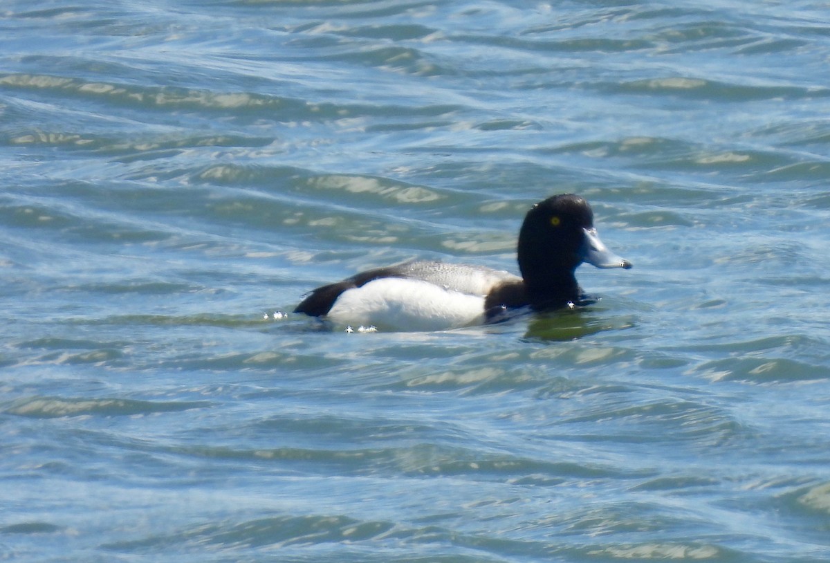 Greater Scaup - ML619849828