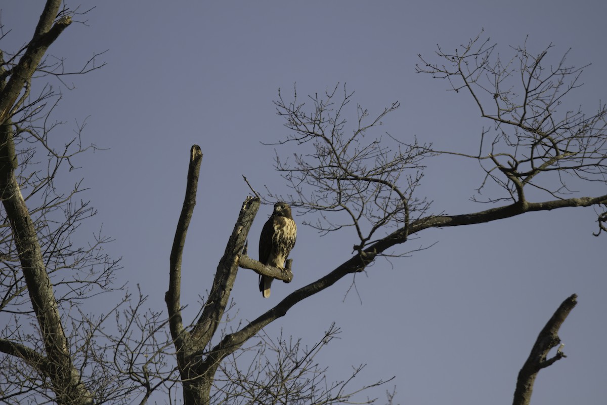 Red-tailed Hawk - ML619849840