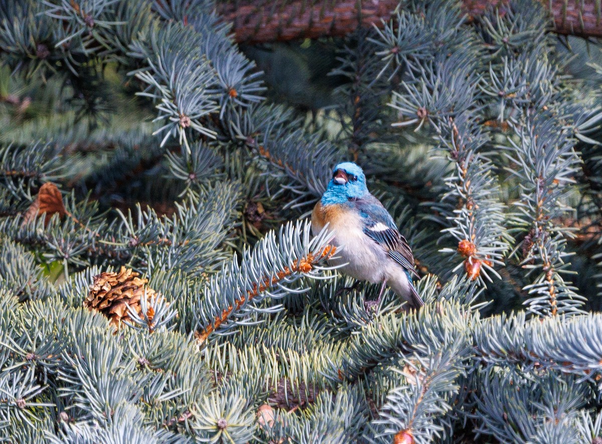 Passerin azuré - ML619849847